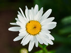Close-up of a white Alaska Shasta daisy flower with a vibrant yellow center against a soft green background.