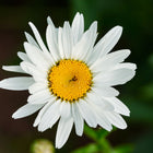 Close-up of a white Alaska Shasta daisy flower with a vibrant yellow center against a soft green background.