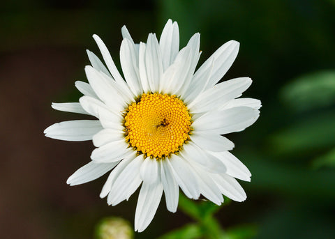 Alaska - Shasta Daisy Seeds