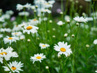Alaska Shasta daisies with white petals and yellow centers blooming in a lush green garden.