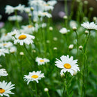 Alaska Shasta daisies with white petals and yellow centers blooming in a lush green garden.
