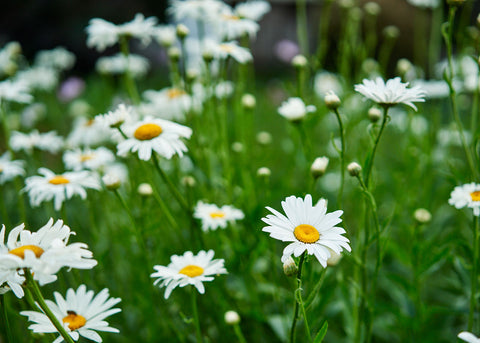 Alaska - Shasta Daisy Seeds