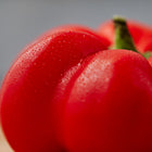 Close-up of a ripe, red Sheepnose Pimento pepper with water droplets on its smooth, tomato-shaped skin.