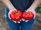 Two bright red, squat, tomato-shaped Sheepnose Pimento peppers held in a person's hands.