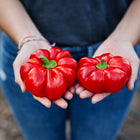 Two bright red, squat, tomato-shaped Sheepnose Pimento peppers held in a person's hands.