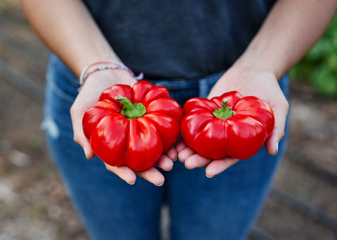 Sheepnose Pimento - Sweet Pepper Seeds