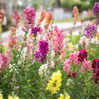 Maximum Blend snapdragons featuring tall, vibrant spikes of pink, purple, yellow, and orange blooms in a garden bed.