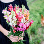 Person in a black dress holding a colorful bouquet of Maximum Blend snapdragons with a chicken in the background.