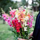 Person holding a vibrant bouquet of Maximum Blend snapdragons in shades of pink, orange, yellow, and white.