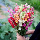 A hand holding a vibrant bouquet of Maximum Blend snapdragons in shades of red, pink, orange, and white.