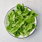 Freshly harvested Large Leaf sorrel greens in a white enamel colander on a light gray textured surface.
