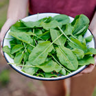 Hands holding a white enamel bowl filled with freshly harvested Large Leaf sorrel greens.
