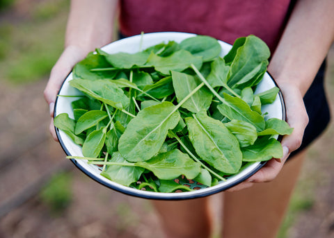 Large Leaf - Sorrel Seeds