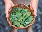 Hands holding a small woven basket filled with freshly harvested green Spearmint leaves.
