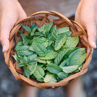 Hands holding a small woven basket filled with freshly harvested green Spearmint leaves.