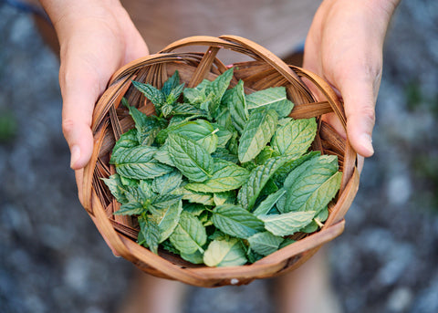 Spearmint - Mint Seeds