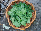 Freshly harvested bright green Spearmint leaves piled in a small, round woven wicker basket on a stone surface.