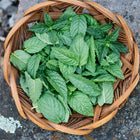Freshly harvested bright green Spearmint leaves piled in a small, round woven wicker basket on a stone surface.