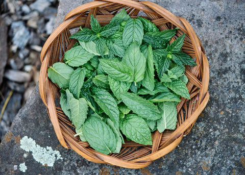 Spearmint - Mint Seeds