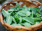Freshly harvested bright green Spearmint leaves piled inside a small, round woven wicker basket.