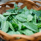 Freshly harvested bright green Spearmint leaves piled inside a small, round woven wicker basket.