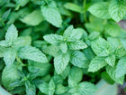 Lush, bright green Spearmint leaves with serrated edges growing in a dense cluster.
