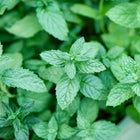 Lush, bright green Spearmint leaves with serrated edges growing in a dense cluster.