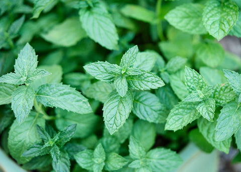 Spearmint - Mint Seeds