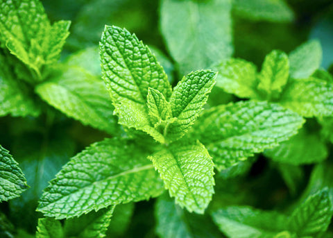 Spearmint - Mint Seeds