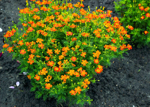 Starfire Mix - Signet Marigold Seeds