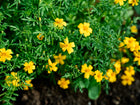 Small yellow Starfire Mix signet marigold flowers blooming on compact, lacy green foliage in a garden bed.
