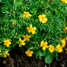 Small yellow Starfire Mix signet marigold flowers blooming on compact, lacy green foliage in a garden bed.