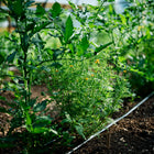 Starfire Mix signet marigold plant with lacy foliage and small yellow blooms growing in a garden row.