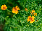 Small yellow and orange Starfire Mix signet marigold flowers with lacy green foliage in a garden.