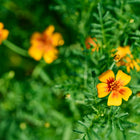 Small yellow and orange Starfire Mix signet marigold flowers with lacy green foliage in a garden.