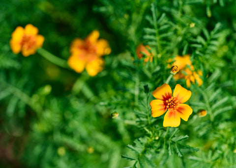 Starfire Mix - Signet Marigold Seeds
