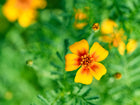 Top-down view of a Starfire Mix signet marigold flower with yellow and orange petals and lacy green foliage.