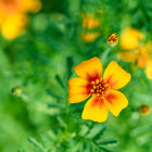 Bright yellow and orange Starfire Mix Marigold flower in bloom with green foliage in a garden setting.