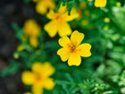 Bright yellow Starfire Mix signet marigold flower with lacy green foliage in a garden setting.