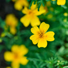 Bright yellow Starfire Mix signet marigold flower with lacy green foliage in a garden setting.
