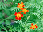 Starfire Mix signet marigold flowers with orange and yellow petals and lacy green foliage.