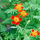 Starfire Mix signet marigold flowers with orange and yellow petals and lacy green foliage.