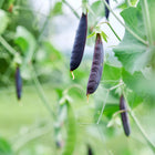 Vibrant purple Sugar Magnolia snap pea pods hanging from green vines in a garden.