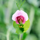 Delicate pink and magenta Sugar Magnolia snap pea flower blooming on a green vine against a soft-focus background.