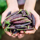 Hands holding a fresh harvest of vibrant, deep purple Sugar Magnolia snap pea pods.