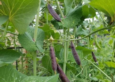 Sugar Magnolia - Snap Pea Seeds - Organic