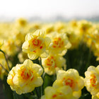 Field of Tahiti narcissus flowers featuring double creamy yellow petals with ruffled orange-red centers.