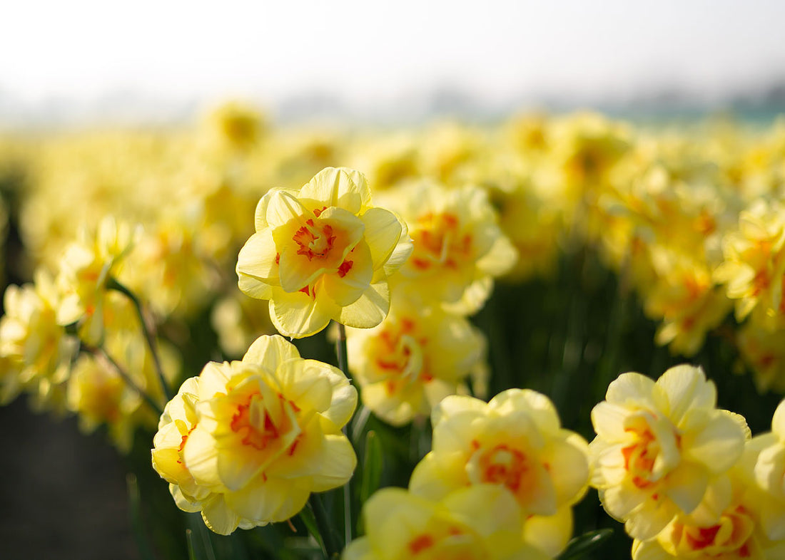 Tahiti - Narcissus Bulbs