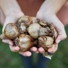 Hands holding a handful of brown, papery Tahiti Narcissus flower bulbs ready for planting.