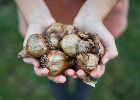 Tahiti - Narcissus Bulbs